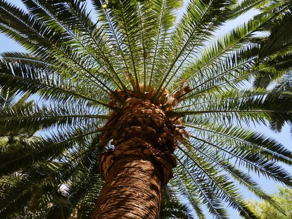 Palm bomen, opwaartse schoten — Stockfoto