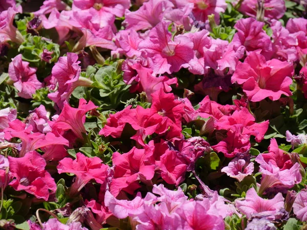 Rosa Dixie rosemallows flores en un jardín — Foto de Stock