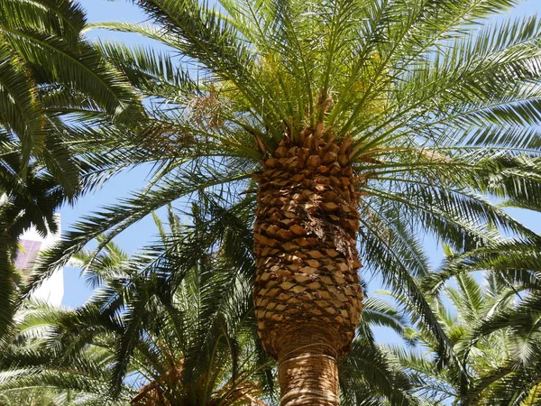 Palmen, nach oben geschossen — Stockfoto