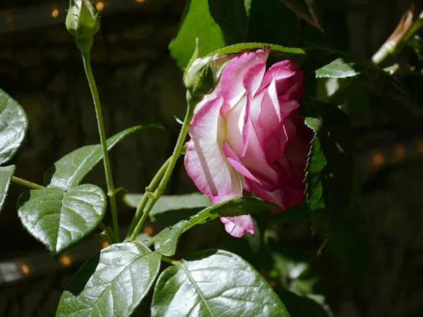 Ενιαία ροζ και άσπρο τριαντάφυλλο — Φωτογραφία Αρχείου