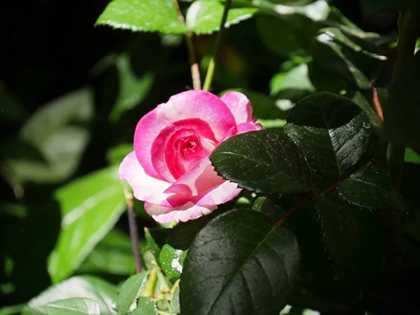 Single pink and white rose — Stock Photo, Image