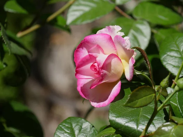 Single pink and white rose — Stock Photo, Image