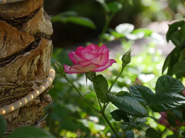 Rosa rosa e branco único — Fotografia de Stock