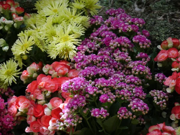 Bahçedeki Renkli Çiçekler