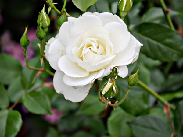 Single white rose, blooming — Stock Photo, Image