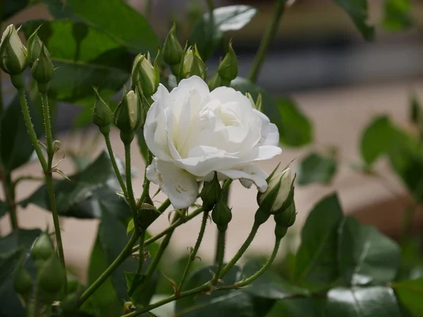 Single white rose, blooming — Stock Photo, Image