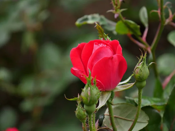 Red roses in a garden — Stock Photo, Image