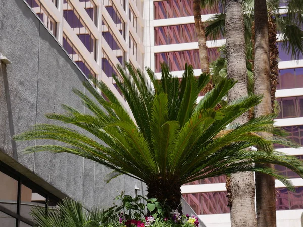 Palm tree in a backyard — Stock Photo, Image