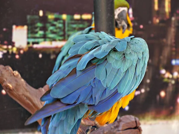 Perroquet coloré — Photo