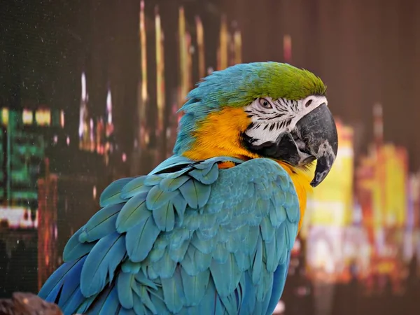 Colorful parrot — Stock Photo, Image