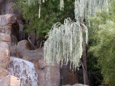 Peyzajlı bir bahçede şelaleler