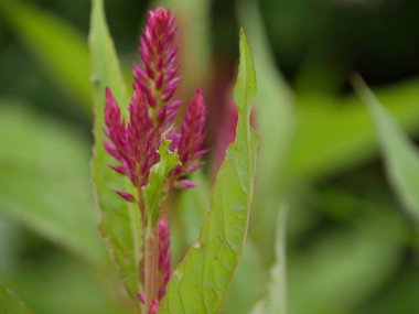 bahçede çiçek cockscomb
