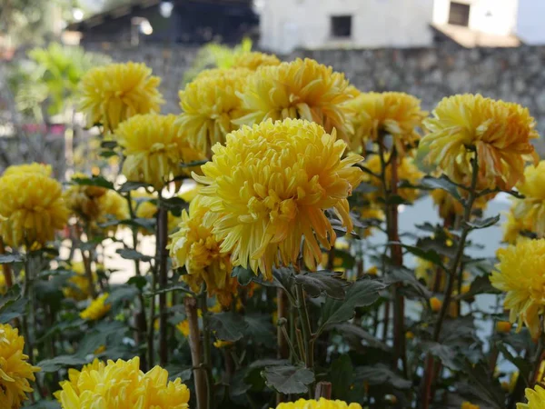 Κήπος Γεμάτο Παχιά Κίτρινα Λουλούδια Ντάλια Θολή Φόντο — Φωτογραφία Αρχείου
