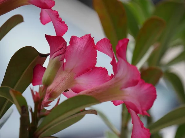 Fleurs Roses Désert Avec Fond Flou — Photo