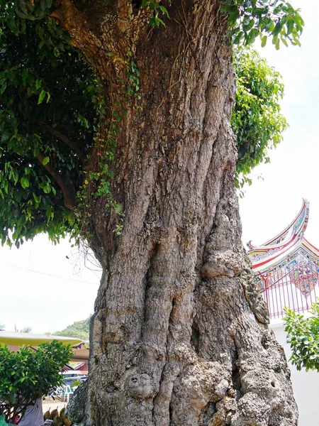 Malacca Malaysia February 2018 Big Tree Trunk Close Temple Background — Stock Photo, Image