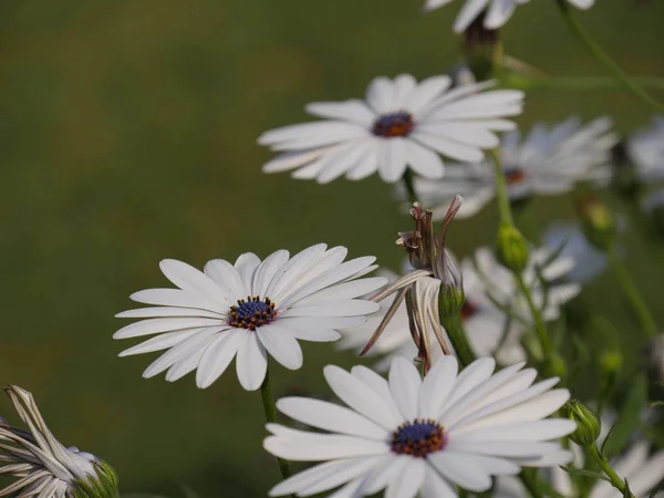 Regn Daisy Blommor Trädgården — Stockfoto