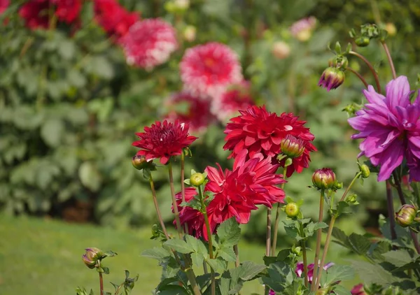 Színes Dahlia Flowes Kertben Nyitott Rügyek — Stock Fotó