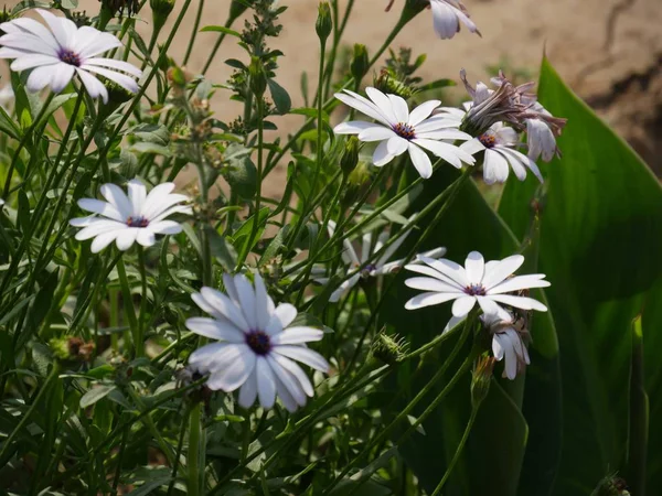 Pioggia Bianca Fiori Margherita Giardino — Foto Stock