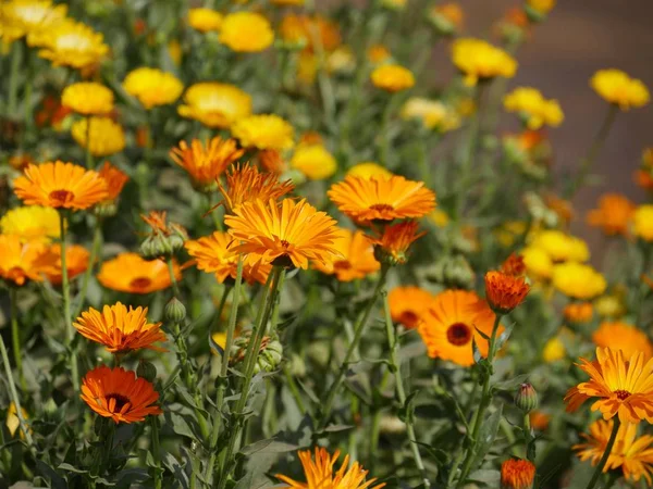 Beautiful Orange Daisy Flowers Garden — Stock Photo, Image