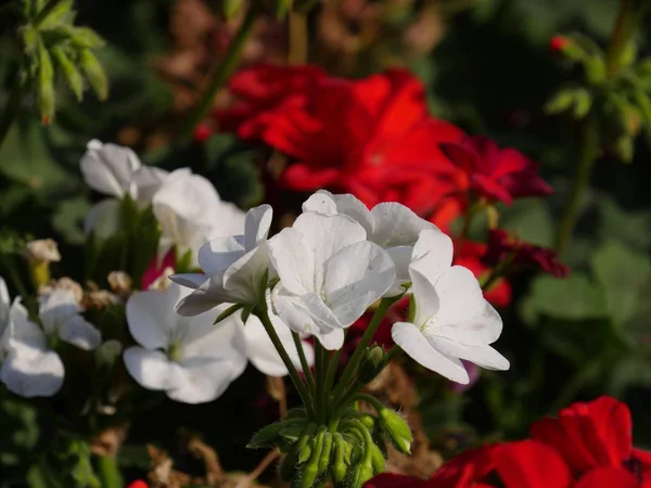 Gros Plan Moyen Fleurs Blanches Avec Des Fleurs Rouges Floues — Photo