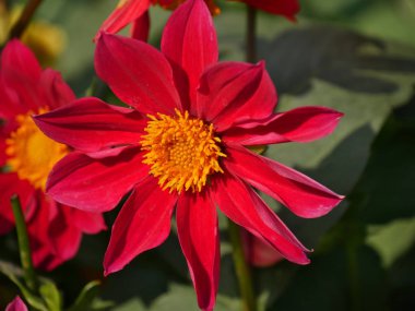 Bahçede kırmızı Dahlia çiçek yakın