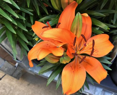 Aşağı aşağı atış lilyum Magento veya tencere yeşil yaprakları ile Asyatik çiçekler yakın