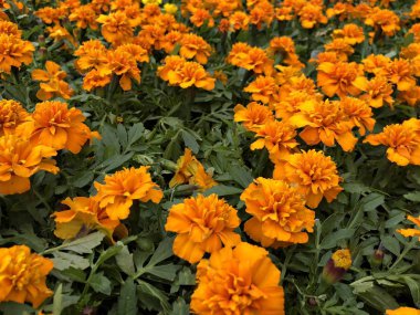 Bahçede çiçeklenme Fransız kadife çiçekleri