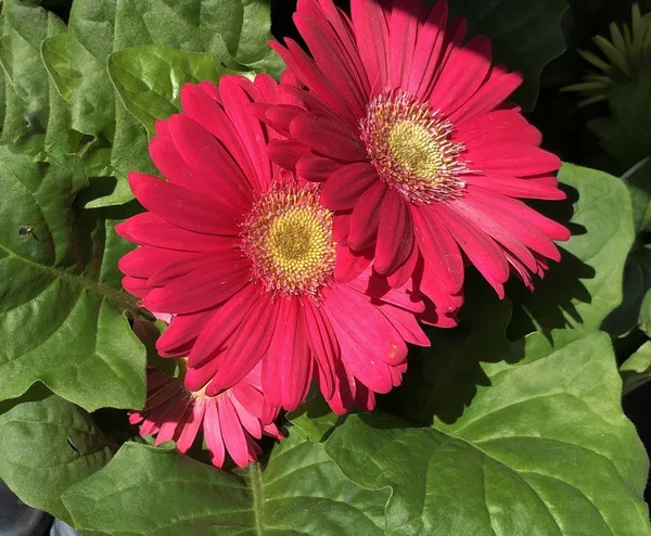 Közelről Két Fényes Vörös Margaréta Virágok Kertben — Stock Fotó