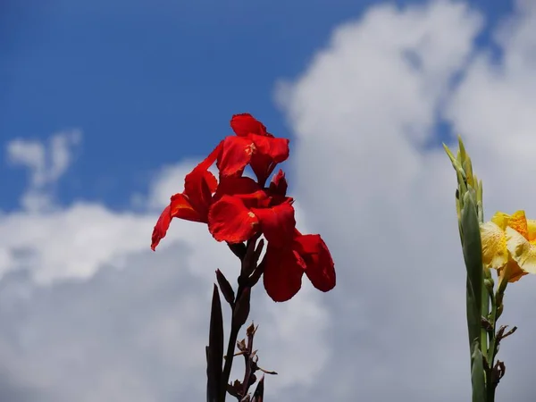 Élénk Piros Sárga Virágok Kertben — Stock Fotó