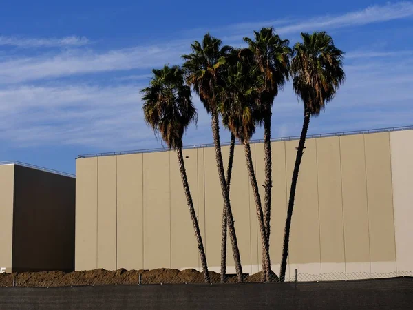 Tall Palm Trees Growing Roadside Street Los Angeles California — Stock Photo, Image
