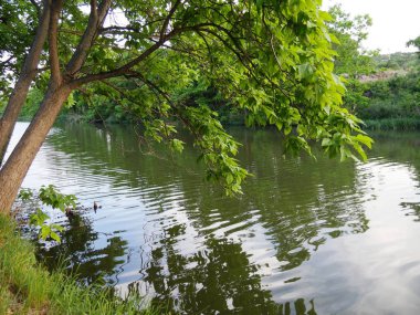Sudaki ağaçların yansımaları ile Riverside görünümü