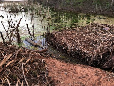 Yosun ile bir gölet bataklık alanı