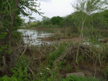 Yeşil bitki örtüsü ile bir gölün bataklık sonu