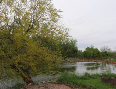 Bir gölün kıyısında taze yeşil yaprakları olan bir ağacın yakın görünümü 