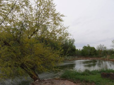 İlkbaharda taze yaprakları olan bir gölün doğa manzarası
