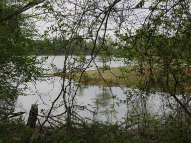 Yapraklı dalların perdeleri ile kaplı göl manzarası