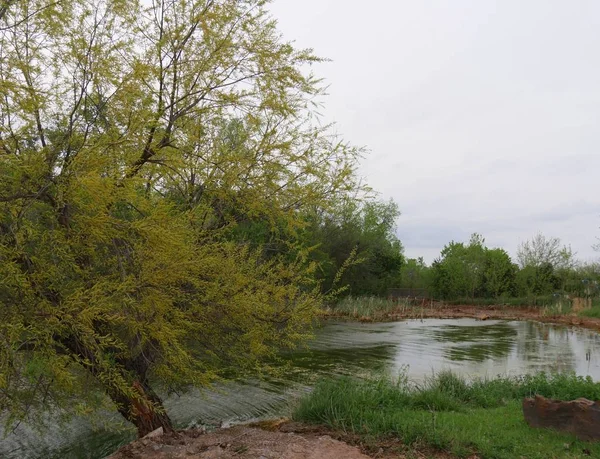 Bir gölün kıyısında taze yeşil yaprakları olan bir ağacın yakın görünümü 