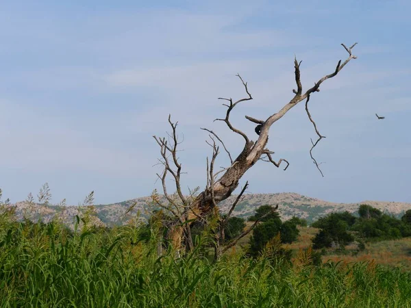 Leafless bent tree by the roadside at the Wichita Mountains in Oklahoma, with bushes in the foreground.