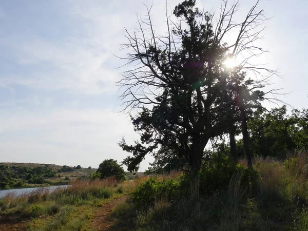 Сонячне Світло Смуг Через Дерево Березі Озера Елмер Томас Оклахома — стокове фото