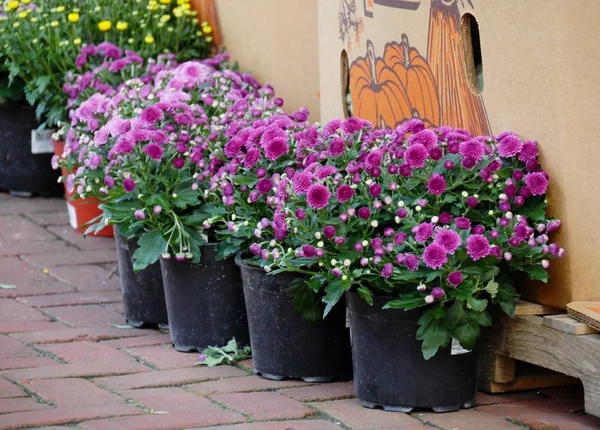 Grands Pots Fleurs Rose Vif Jaune Long Trottoir Pavé Briques — Photo