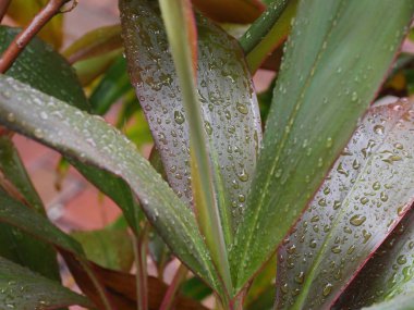 Yağmurdan gelen suyla kaplı uzun renkli yapraklar