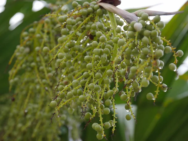 Fresco Giovane Verde Noci Betel Appeso Albero — Foto Stock