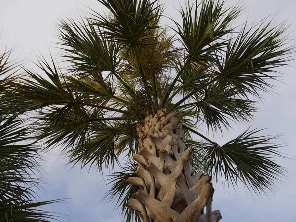 Breite Nach Oben Gerichtete Palme — Stockfoto