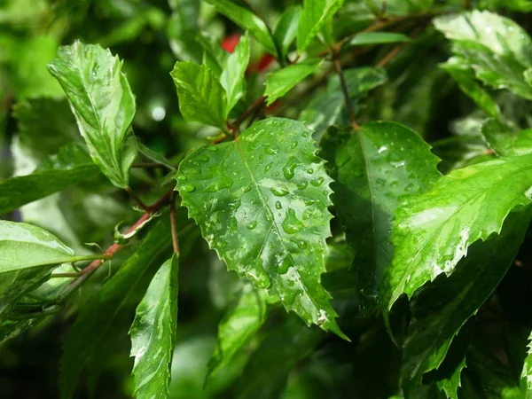 雨后绿叶湿透 — 图库照片