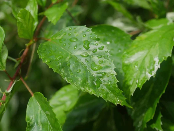 Grönt Blad Dränkt Efter Ett Regn — Stockfoto