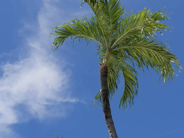 Middelgrote Opwaartse Opname Van Een Palmboom Met Blauwe Luchten Achtergrond — Stockfoto