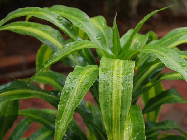 Long green leaves dripping with water from the rain