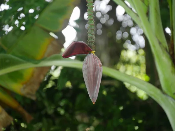 Ampla Foto Uma Flor Banana Pendurada Planta Com Bokeh Fundo — Fotografia de Stock