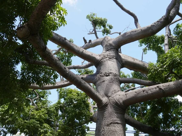 Upward View Spread Out Branches Huge Kapok Tree One Attractions — Stock Photo, Image