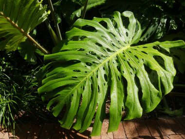 Bir monsterra yaprağı bir yağmurdan çiy ile ıslak yakın